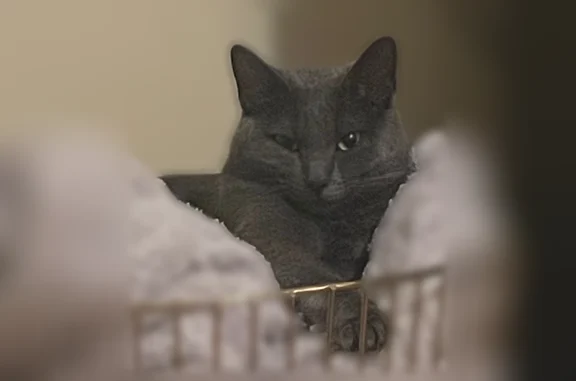 Missing cat Chesterfield, photo: Lost cat, Braumton Court, Chesterfield - female, skittish and chipped