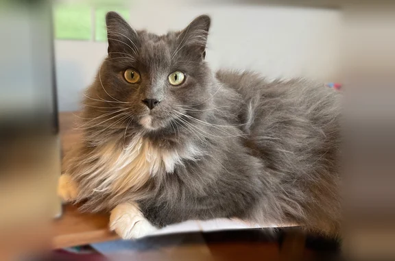 Lost cat, Lake Meadow Court, Burke - super friendly and loving - photo