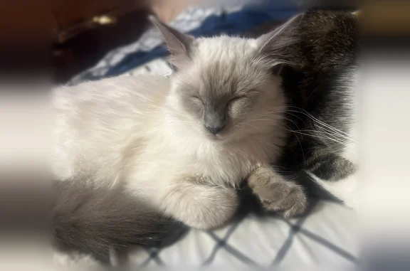 Lost cat, Spring Court Southwest, Decatur - male Ragdoll with blue eyes - photo