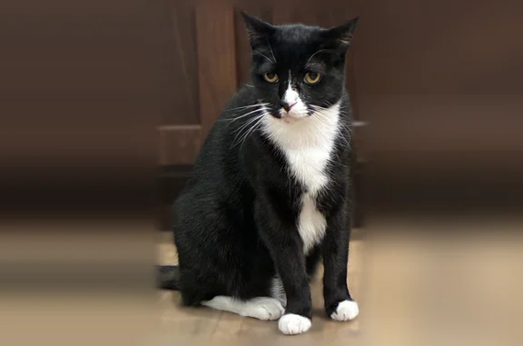 Lost cat, West Marcy Way, Coeur d'Alene - male, 10 years old - photo