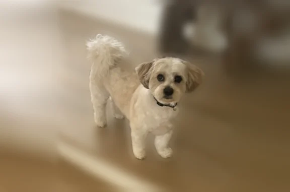 Lost dog, Stonebrook Farms Road, Milton - tricolor but white - photo