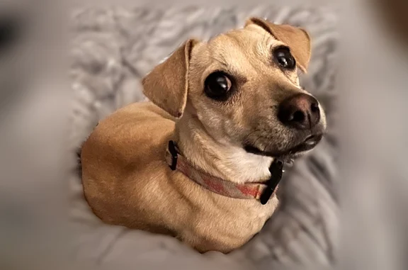 Found dog Phoenix, photo: Found dog Female, Phoenix (usf535989)