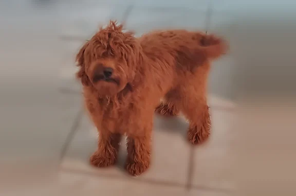 Missing dog Marion Oaks, photo: Lost female dog, Southwest 37th Terrace, Marion Oaks - mini Goldendoodle with a teddy bear look