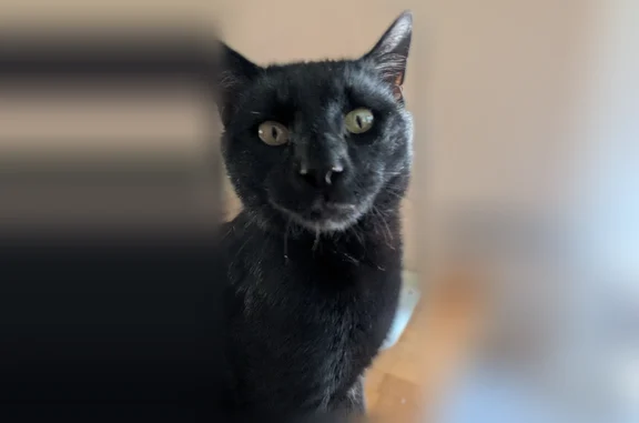 Lost male cat, Clifton Heights, Pennsylvania - white patch and broken paw - photo