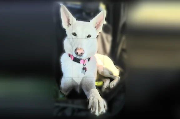 Lost dog, Indiana Toll Road, Portage - female, white German shepherd/husky mix - photo