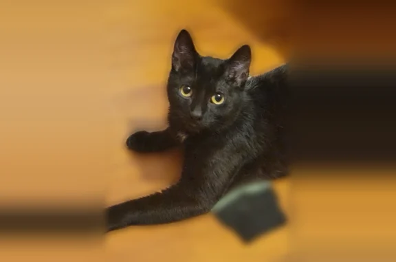 Lost female cat, Pinewood Knoll Drive, Etowah - black with white markings - photo