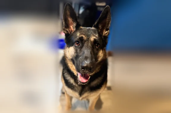 Missing dog Female, Speedway (usl535998) - photo