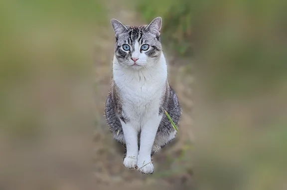 Missing cat Roy, photo: Lost male cat, 325th Street Court South, Roy