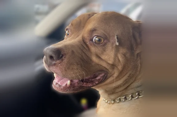 Lost dog, Cross Avenue, Elizabeth - brownish cinnamon with white patch - photo