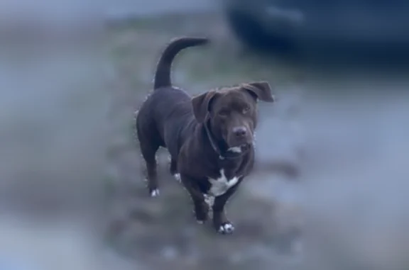 Missing dog Dellrose, photo: Lost dog, Meeting House Road, Dellrose - male with camouflage collar