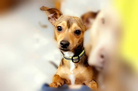 Missing dog Godfrey, photo: Lost dog, Dixon Drive, Godfrey - timid smaller dog named Koda