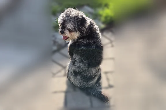Found dog Chicago, photo: Found male dog, North Lorel Avenue, 1505, Chicago - black, gray, white, short curly hair