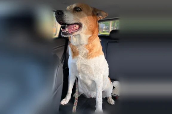 Found dog Conway, photo: Found dog, Salem Road, Conway