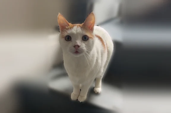 Lost cat, South 3rd Street, Ephrata, Youngstown - chubby with orange spots - photo