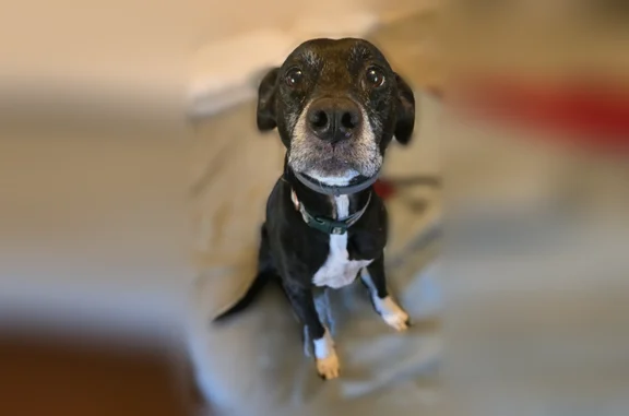 Missing dog Collinsville, photo: Lost dog, Buck Road, Collinsville - mostly black with white on beard, chest, and paws