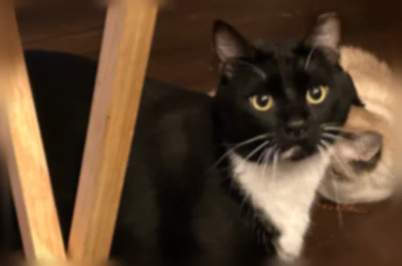 Lost cat, Alamosa Ridge Court, North Las Vegas - black with white paws - photo