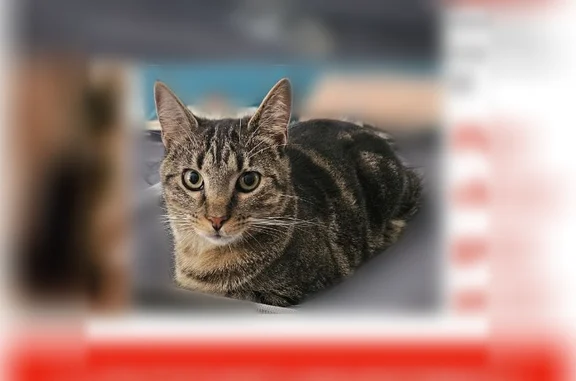 Lost cat, Shirley Avenue, Jacksonville - short hair tabby - photo