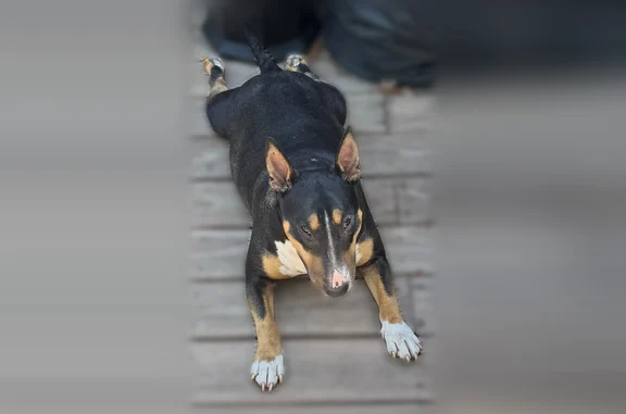 Lost female dog, Northeast 56th Terrace, Gladstone - Mini Bullterrier - photo