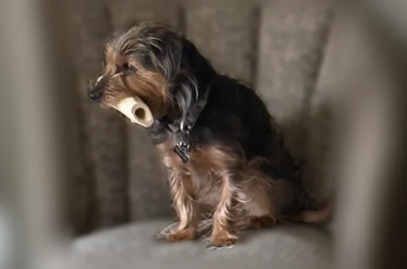 Lost male dog, Kings Road, Crete - brown black and silver - photo