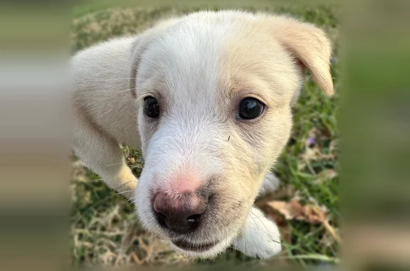 Lost dog, Indianapolis, Indiana - male, white creme - photo