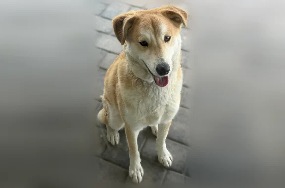 Lost dog, Orchid Cactus Avenue, Las Vegas - tan and white husky mix - photo