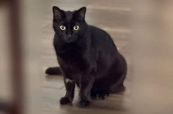 Missing cat Chino, photo: Lost cat, Magnolia Avenue, Chino - female with green collar