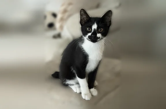 Lost cat, County Road 405, Clanton - bobtailed and neutered - photo