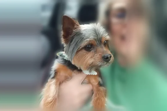 Lost dog, Sam Black, Rainelle - black and brown - photo