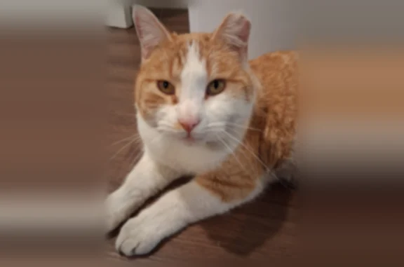 Lost pets Ammon, photo: Lost male cat, Princess Drive, Ammon - orange and white with a clipped left ear