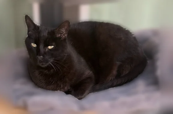 Lost cat, Nadina Street, Seaside - male American short hair - photo