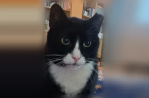 Lost cat, West Jersey Street, Elizabeth - 11yo male, sweet and doesn't like loud noises - photo