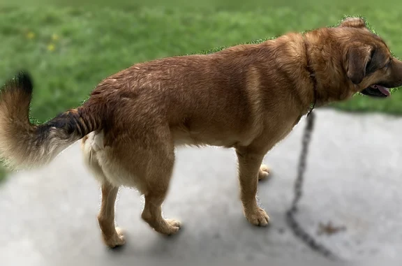 Found dog Ghent, photo: Found dog, Odd Road, 821, Ghent - male