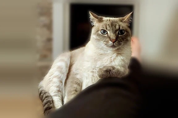 Lost cat, Carnation Court, Florence - big blue eyes - photo