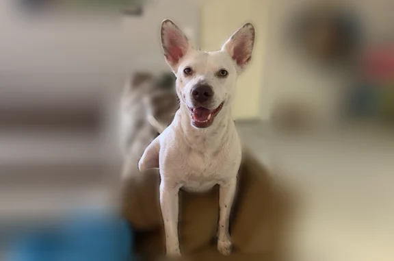 Lost dog, Old Robinson Road, Louisville, Starkville - female with white coat - photo