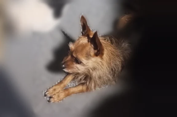 Missing dog Female, Urbancrest (usl536048) - photo