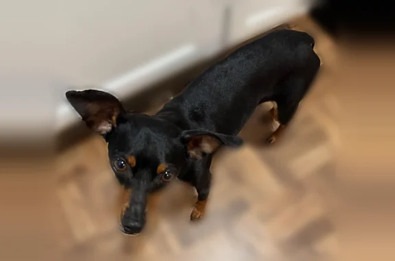 Found dog Baytown, photo: Found dog, Garth Road, 1939, Baytown - female, recently spayed