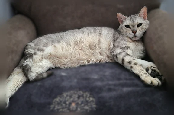 Lost cat, 46th Street, Brooklyn - female with green eyes - photo