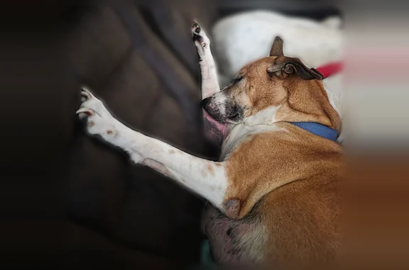 Missing dog Norfolk, photo: Lost male dog, Kilmer Lane, Norfolk - tan and white with blue Kong collar