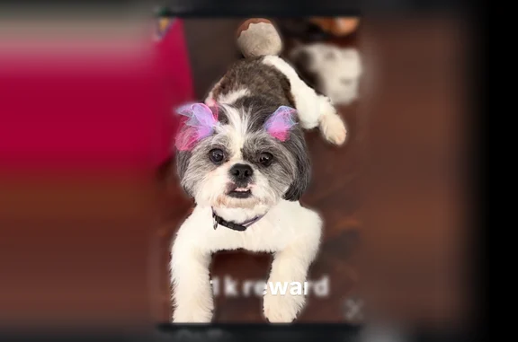 Missing dog Detroit, photo: Lost female dog, Detroit