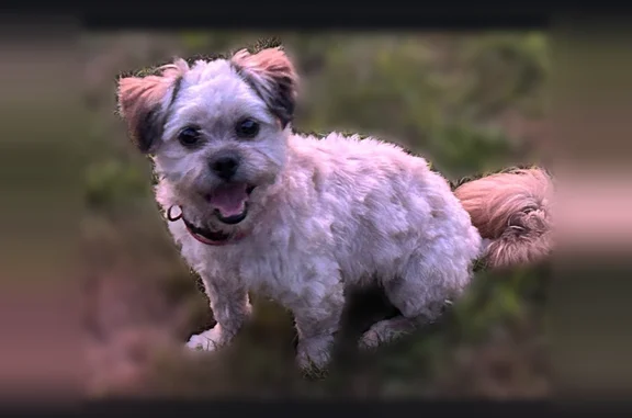 Lost dog, Parker Road, 71, Somers - male, buff color - photo