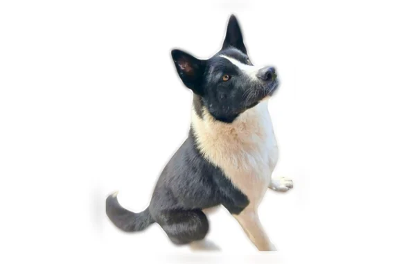 Lost dog, Bureau of Indian Affairs Road 12, Mahnomen - thick black and white fur - photo