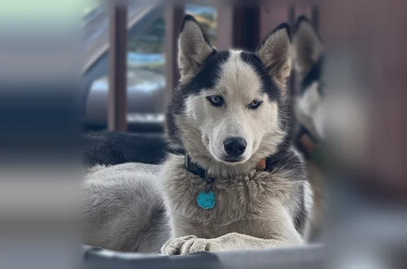 Missing dog Richland, photo: Lost dog, Southgate Drive, Richland - female with black and white fur