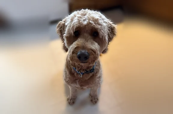 Lost dog, Hampton Avenue, St. Louis - male named Mikey - photo