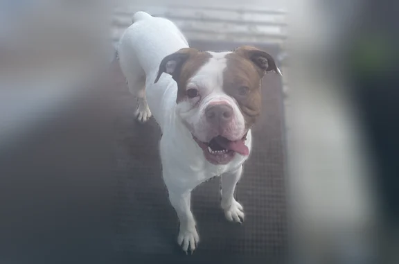 Found dog Greenville, photo: Found dog, Kinsman Road, 27, Greenville - male with brown ears