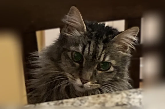 Lost cat, North 122nd Street, Seattle - female, answers to Missy - photo