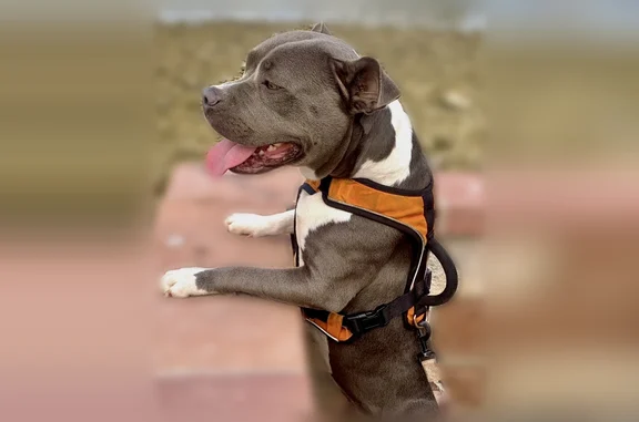 Missing dog Hawkins, photo: Lost female dog, Blackbourn Street, 490, Hawkins - white paws