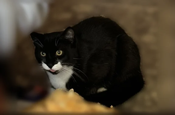 Lost male cat, Salisbury Park Drive, Syracuse - black and white with a mustache - photo