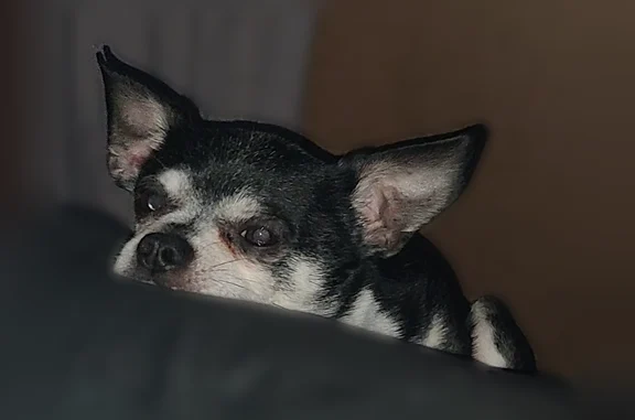 Lost dog, Union Methodist Church Road, North Wilkesboro - black and white, 15 years old - photo