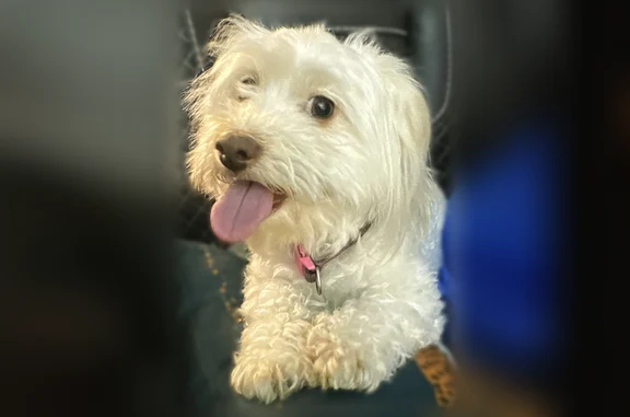 Missing dog Female, Indianapolis (usl536071) - photo