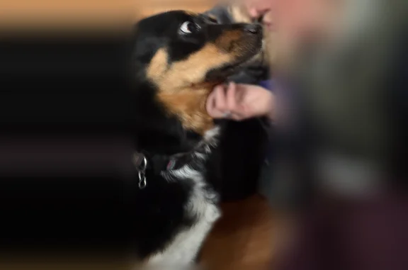 Lost dog, West Browning Avenue, Woodland Park - female Rottie mix - photo